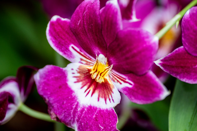 Orchids – Colours of Colombia at Kew Gardens